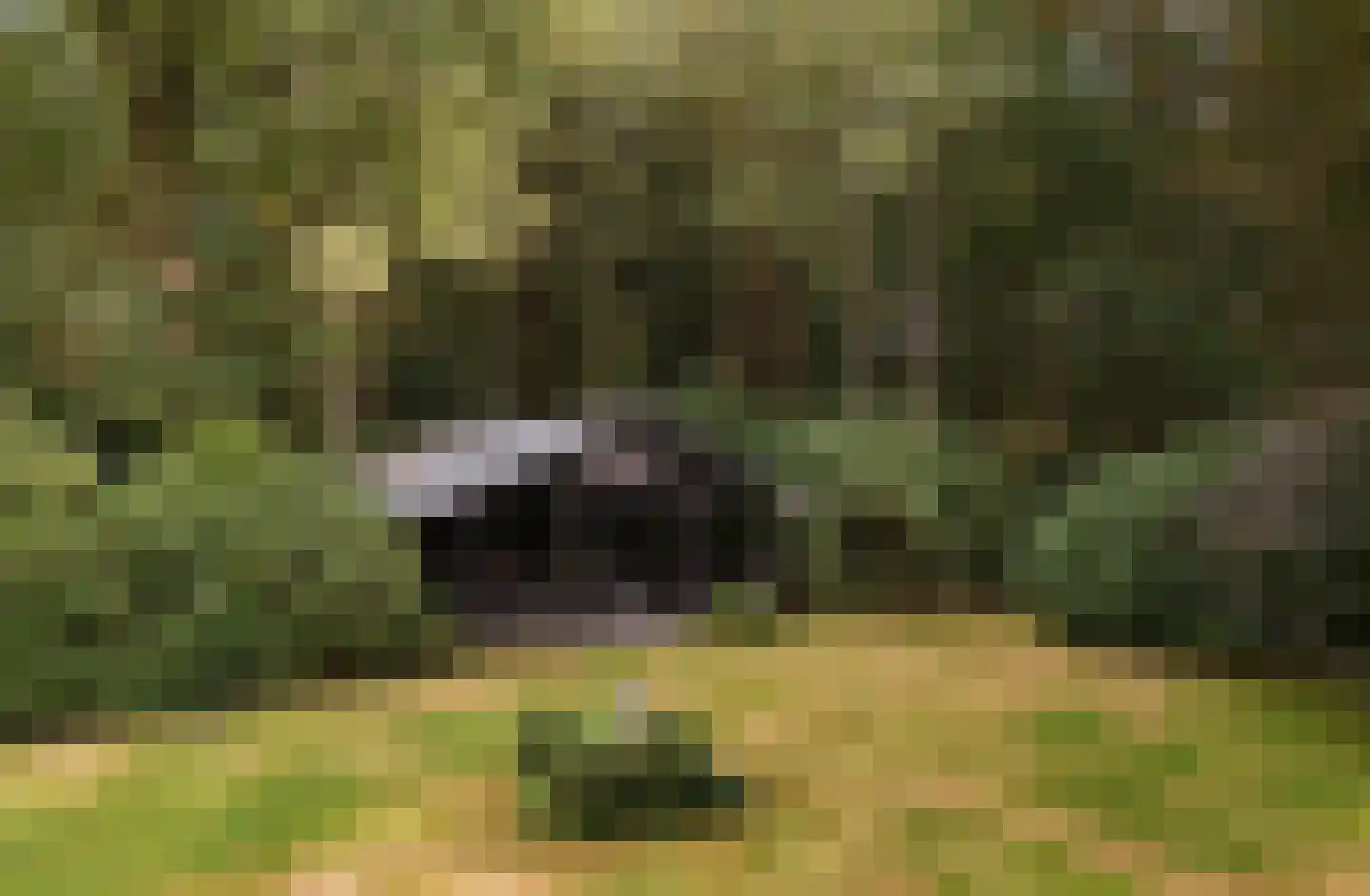 Buunderkamp 9 Wolfheze thumbnail 47