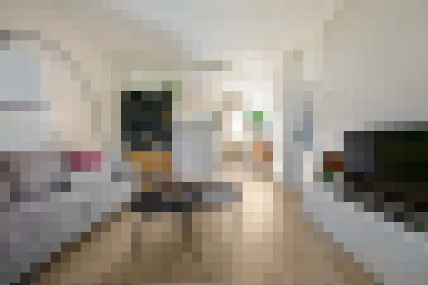 Buurlandt 5 Marum thumbnail 11