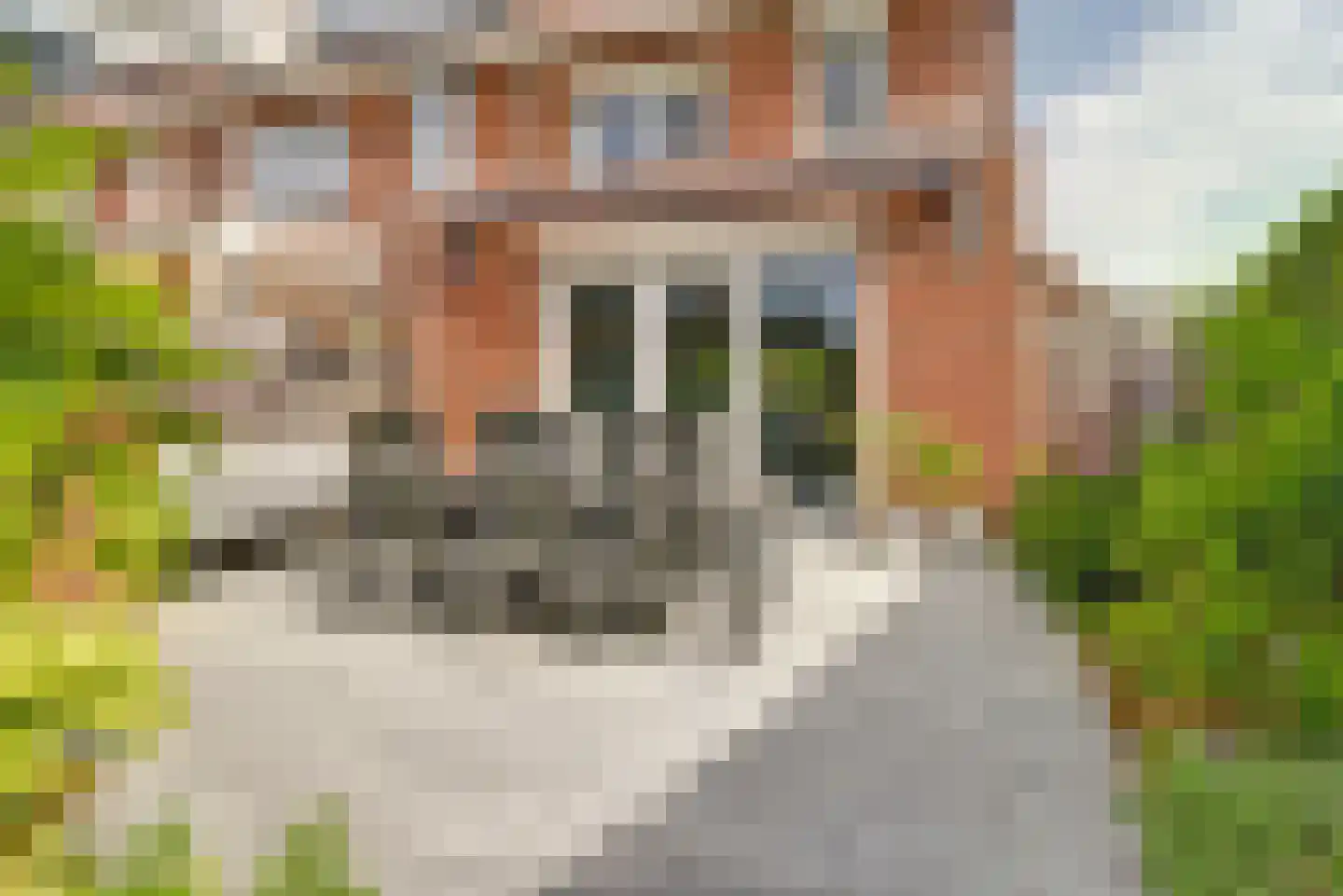 Buurmeester 38 Elst thumbnail 35