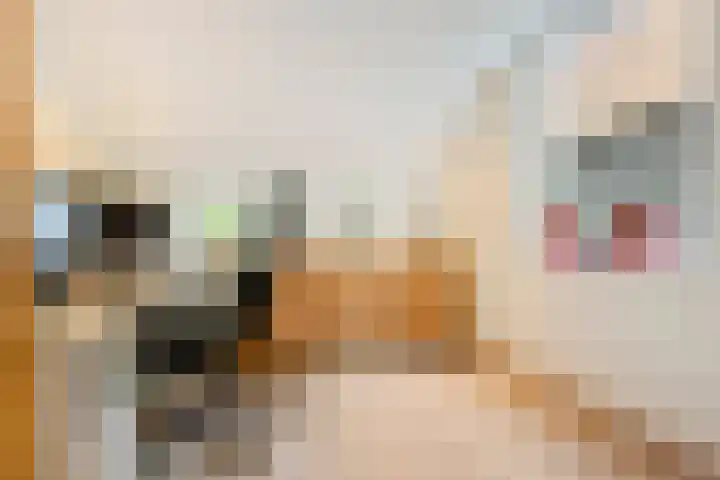 Buurschappenlaan 121 's-Hertogenbosch thumbnail 21