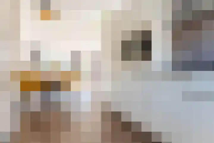Buxushaag 15 Voorhout thumbnail 14