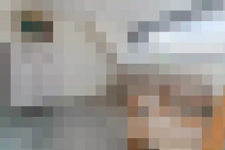 Buxushaag 15 Voorhout thumbnail 35