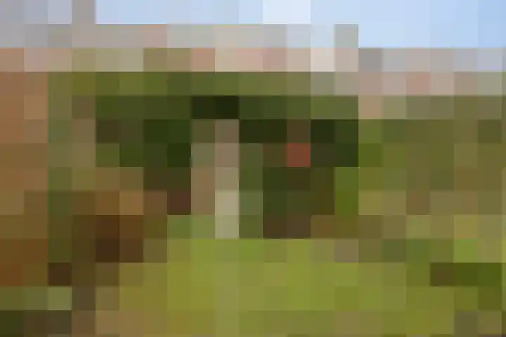 Buys Ballotstraat 37 Leiden thumbnail 21