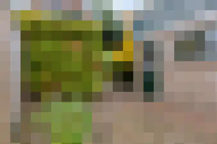 Buys Ballotstraat 40 Goes thumbnail 34