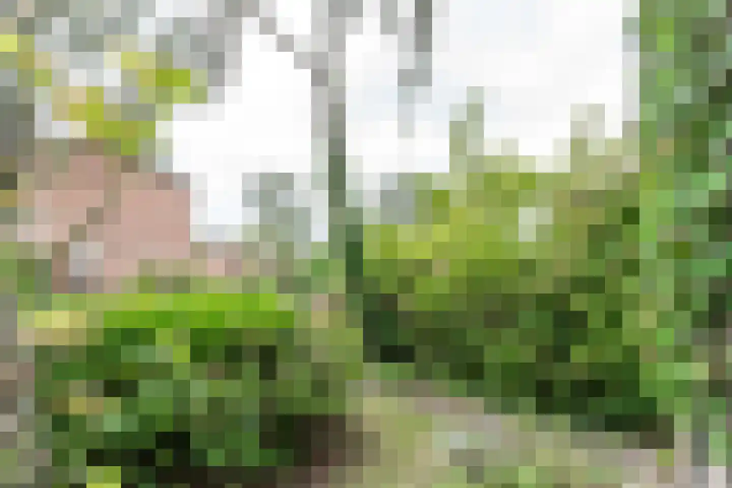 Buys Ballotstraat 42 Apeldoorn thumbnail 34
