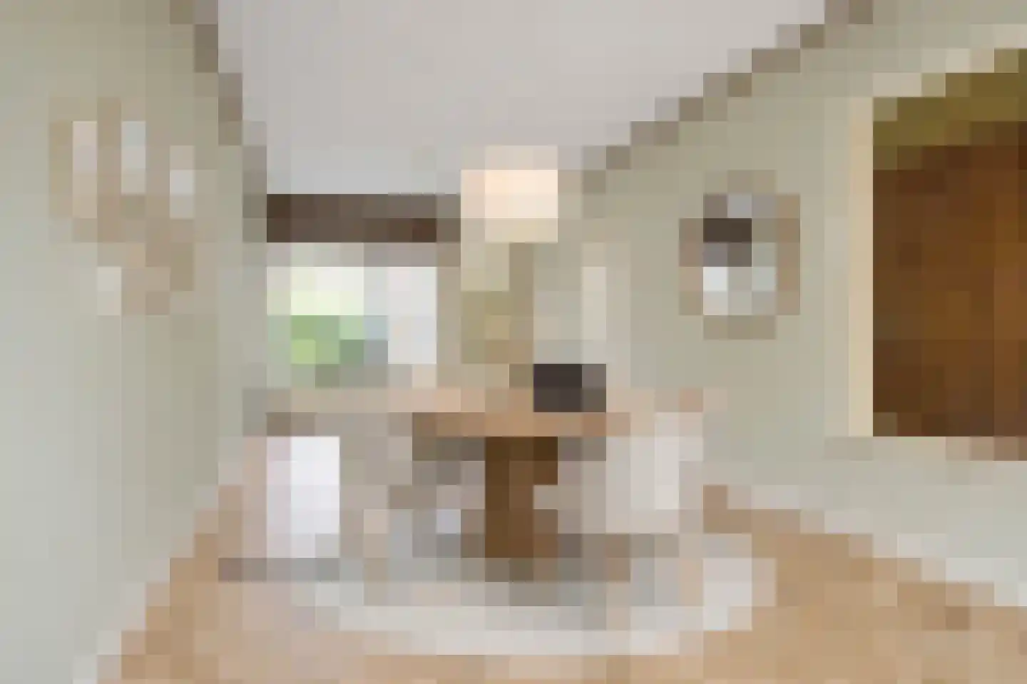 Buys Ballotstraat 46 Leiden thumbnail 6