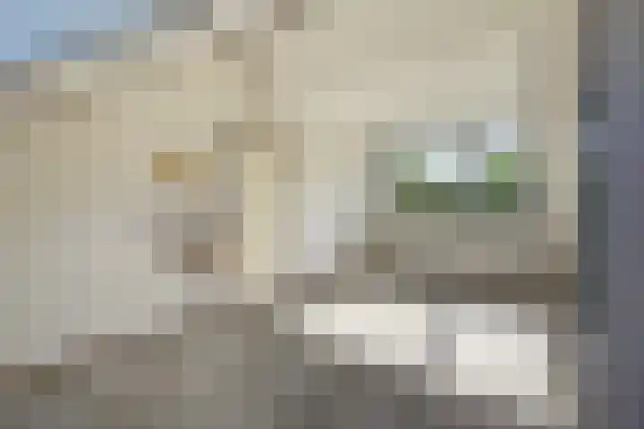 C.A. van Beverenstraat 62 Den Haag thumbnail 47
