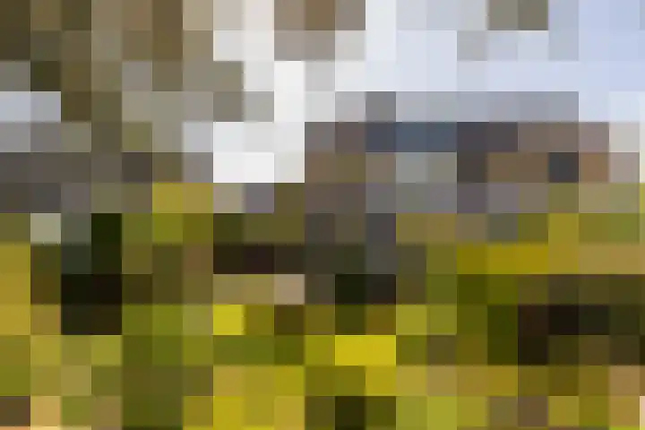 C. Barendregtlaan 13 Rhoon thumbnail 38