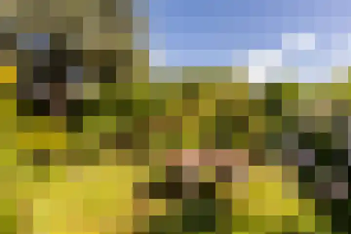 C. Barendregtlaan 13 Rhoon thumbnail 41