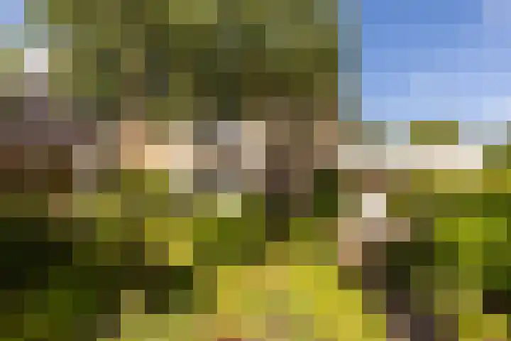 C. Barendregtlaan 13 Rhoon thumbnail 5