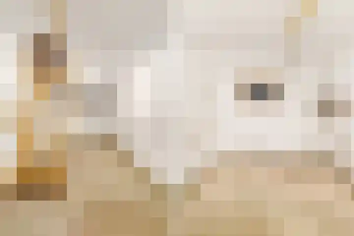 C. Evertsenstraat 51 Hilversum thumbnail 9