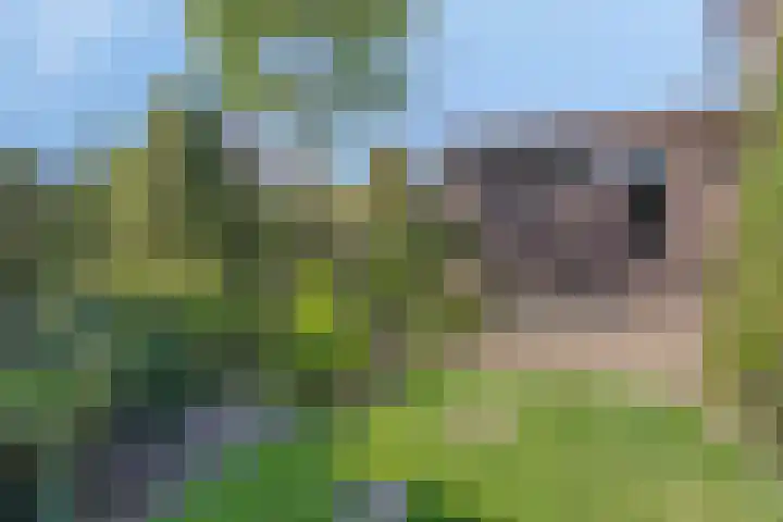 C Lelystraat 6 Franeker thumbnail 35