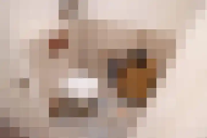 Caan van Necklaan 100 Rijswijk thumbnail 37