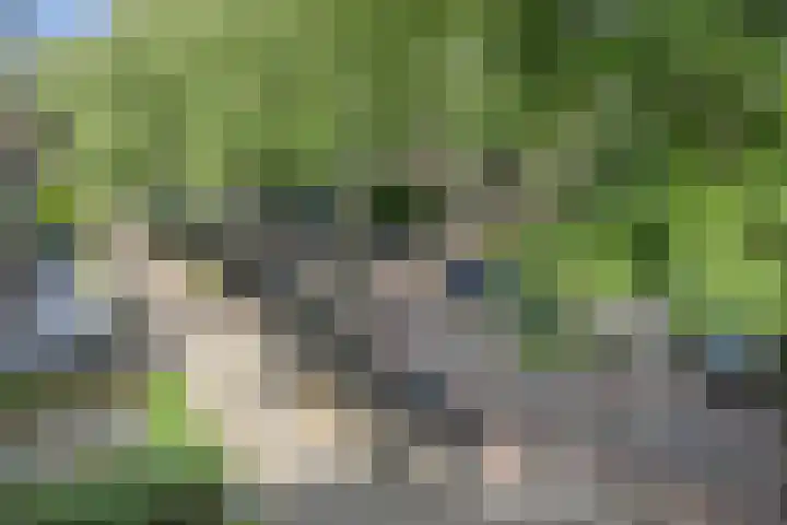 Caan van Necklaan 288 Rijswijk thumbnail 7