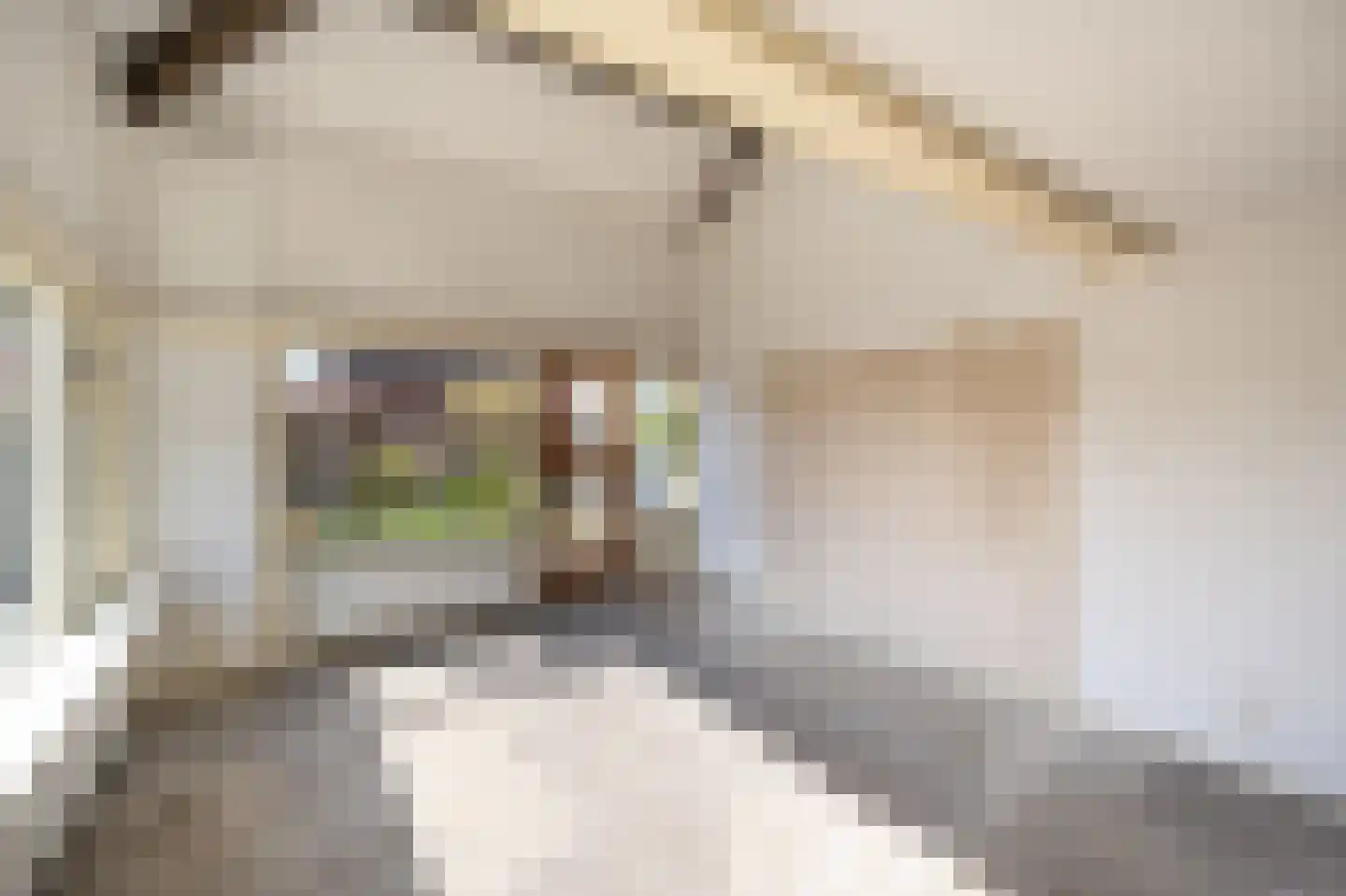 Cabbeweide 4 Westmaas thumbnail 4