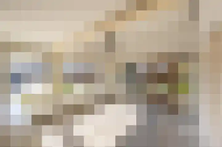 Cabbeweide 4 Westmaas thumbnail 5
