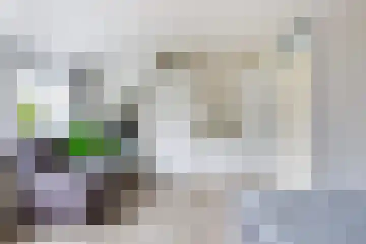 Cabbeweide 74 Westmaas thumbnail 30