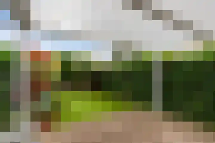 Cabbeweide 74 Westmaas thumbnail 36