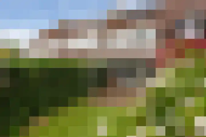 Cabbeweide 74 Westmaas thumbnail 40
