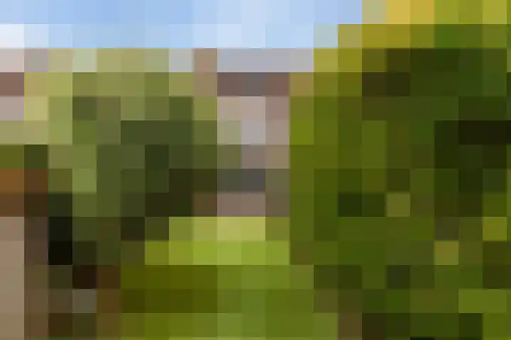 Cabbeweide 74 Westmaas thumbnail 41