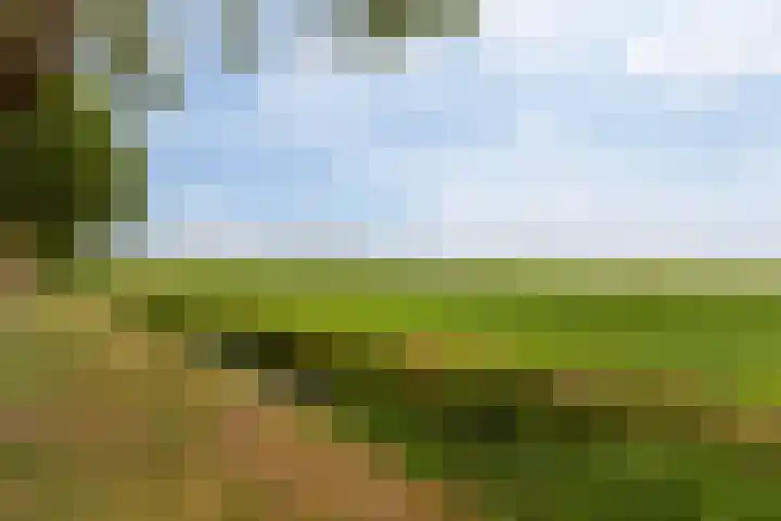 Cabbeweide 74 Westmaas thumbnail 45