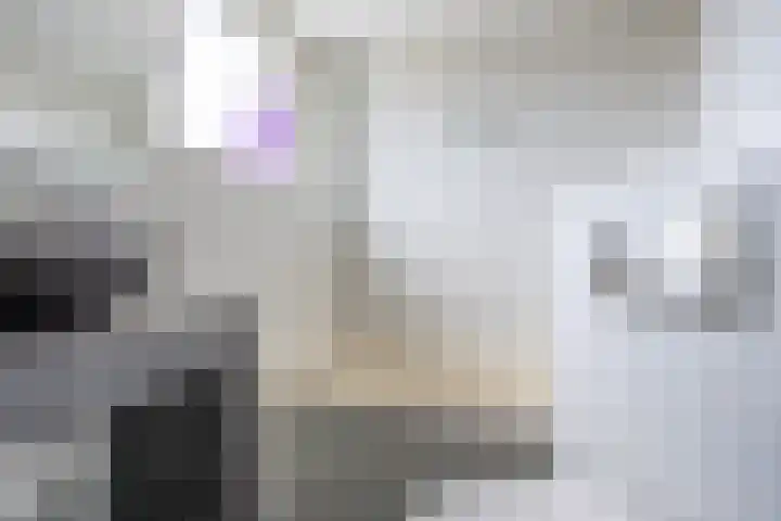 Cacaomolen 10 Koog aan de Zaan thumbnail 20