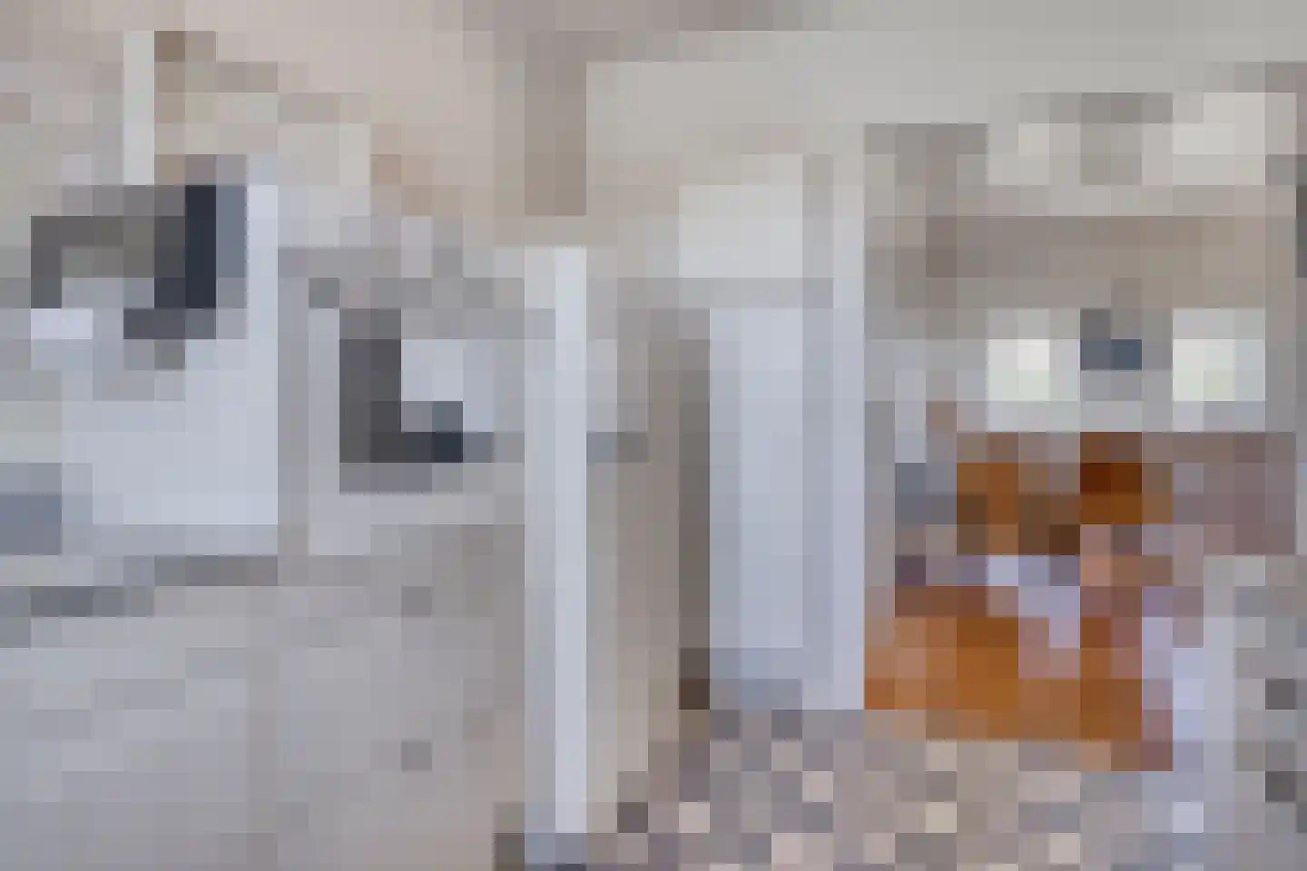 Cadzandseweg 16 A Nieuwvliet thumbnail 11