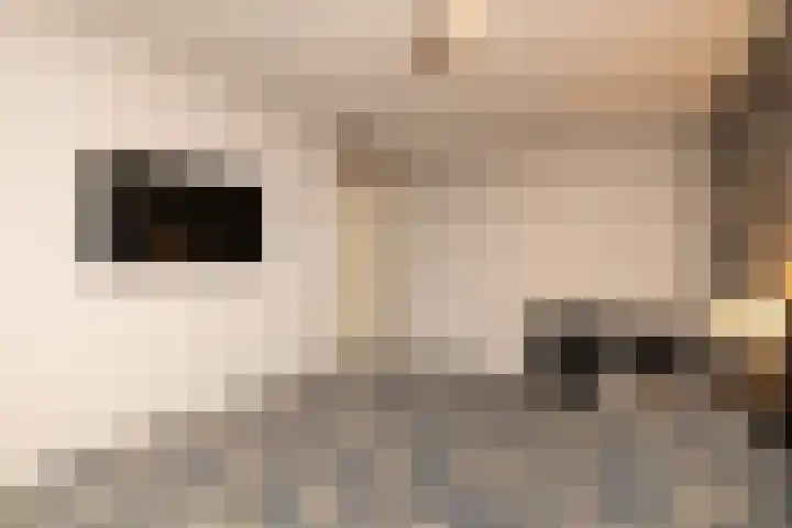 Caesar 8 Noordwijkerhout thumbnail 17