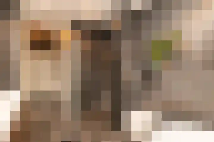 Caesar 8 Noordwijkerhout thumbnail 19