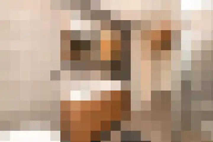 Caesar 8 Noordwijkerhout thumbnail 20