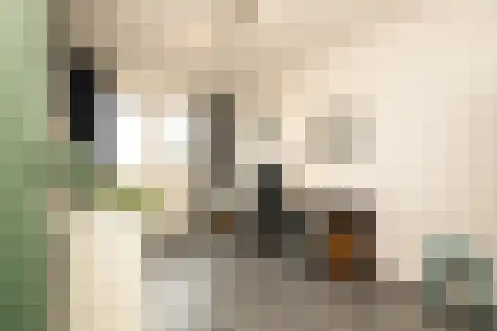 Caesar 8 Noordwijkerhout thumbnail 21