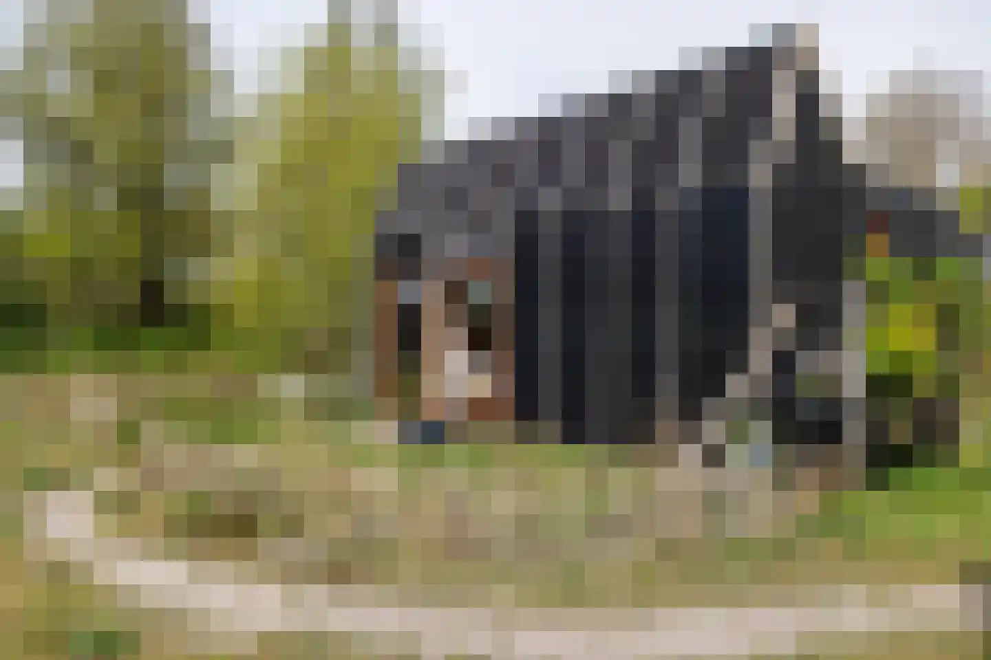 Cajanuspad 8 Haarlem thumbnail 13