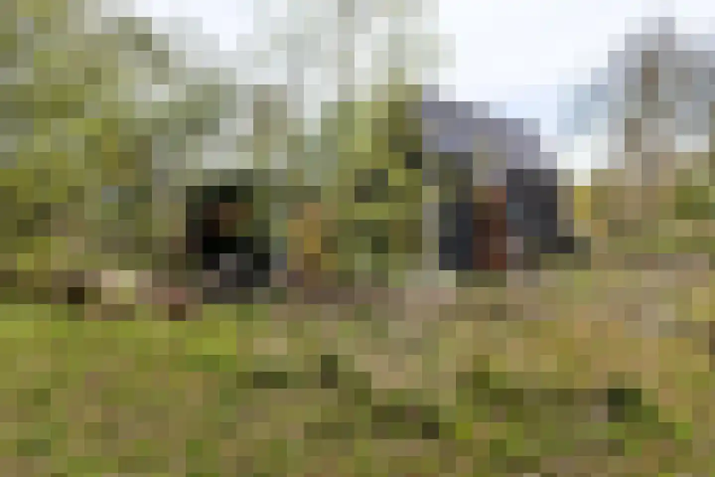 Cajanuspad 8 Haarlem thumbnail 17