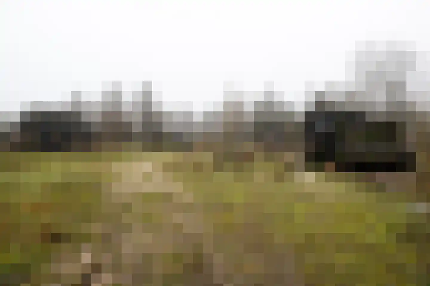 Cajanuspad 8 Haarlem thumbnail 19