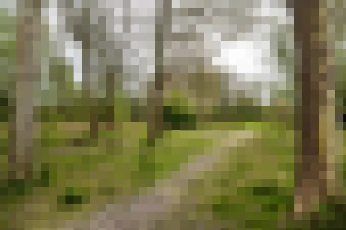Cajanuspad 8 Haarlem thumbnail 21
