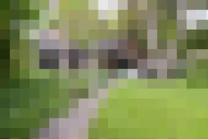 Calcariaweg 27 Putten thumbnail 47