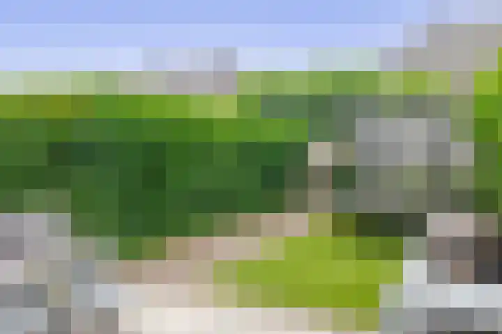 Calèche 34 Waalwijk thumbnail 17