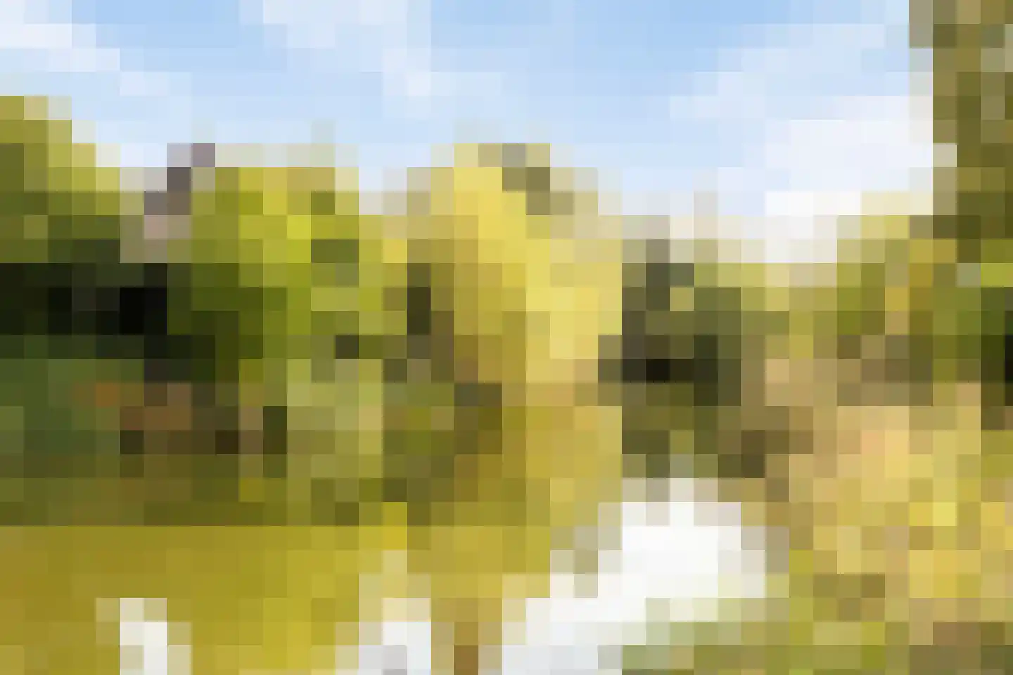 Calfvense Bosloop 7 Tilburg thumbnail 36