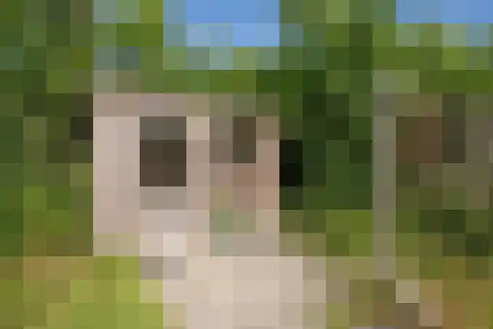 Californiëweg 145 De Koog thumbnail 31