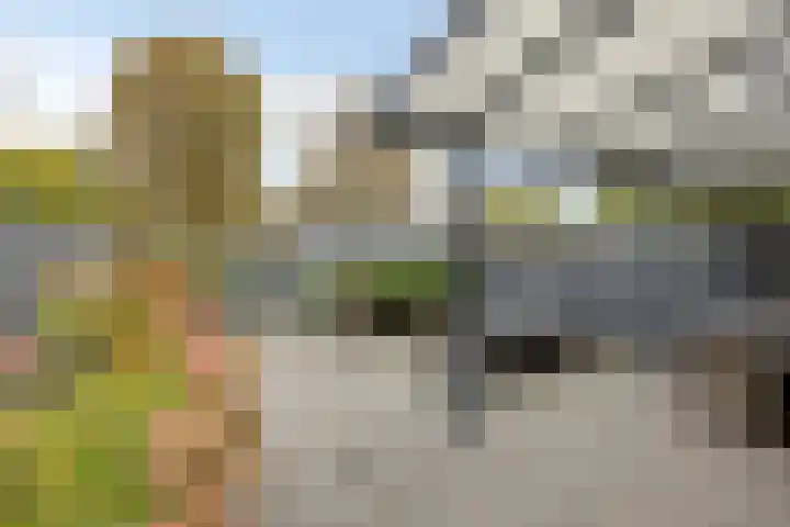 Callistopad 22 Helmond thumbnail 18