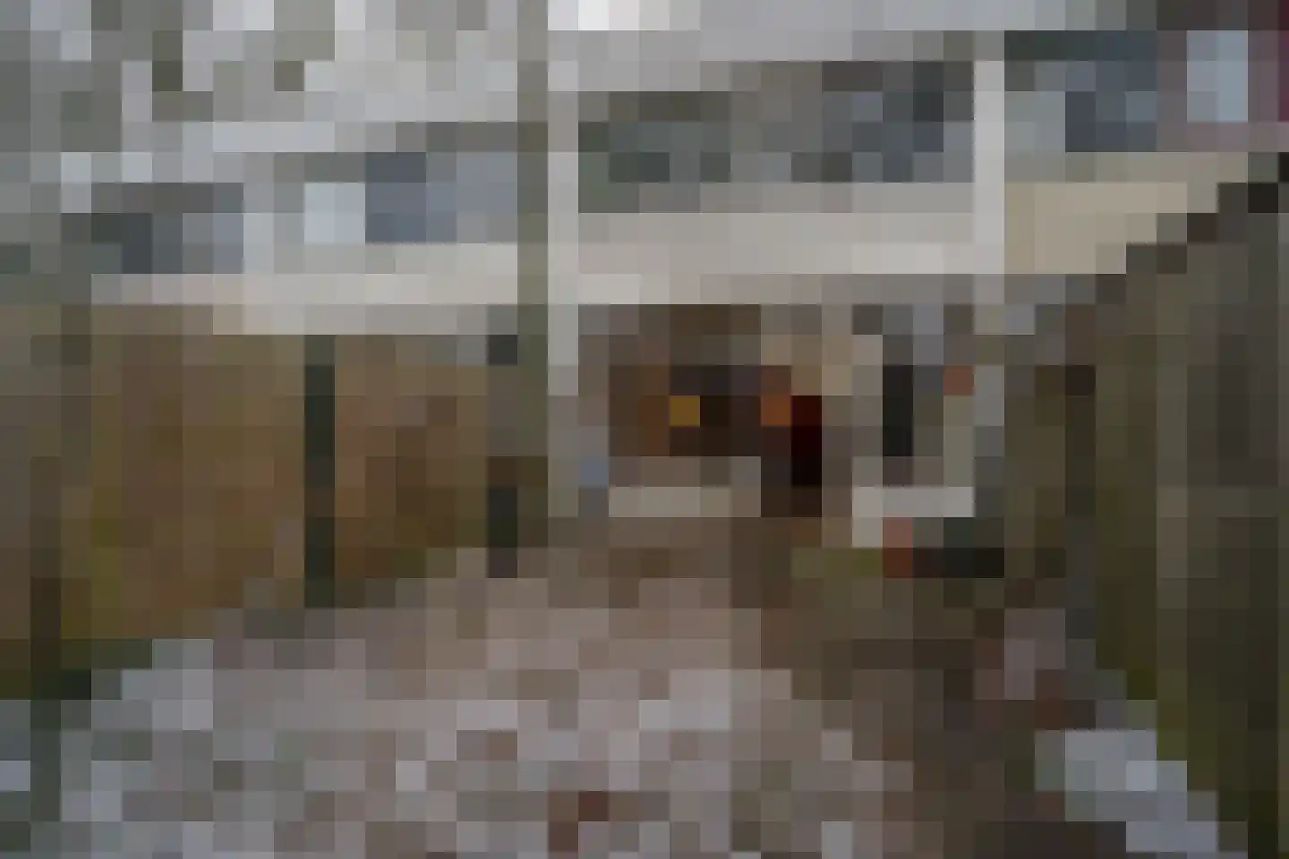 Callistopad 6 Helmond thumbnail 26