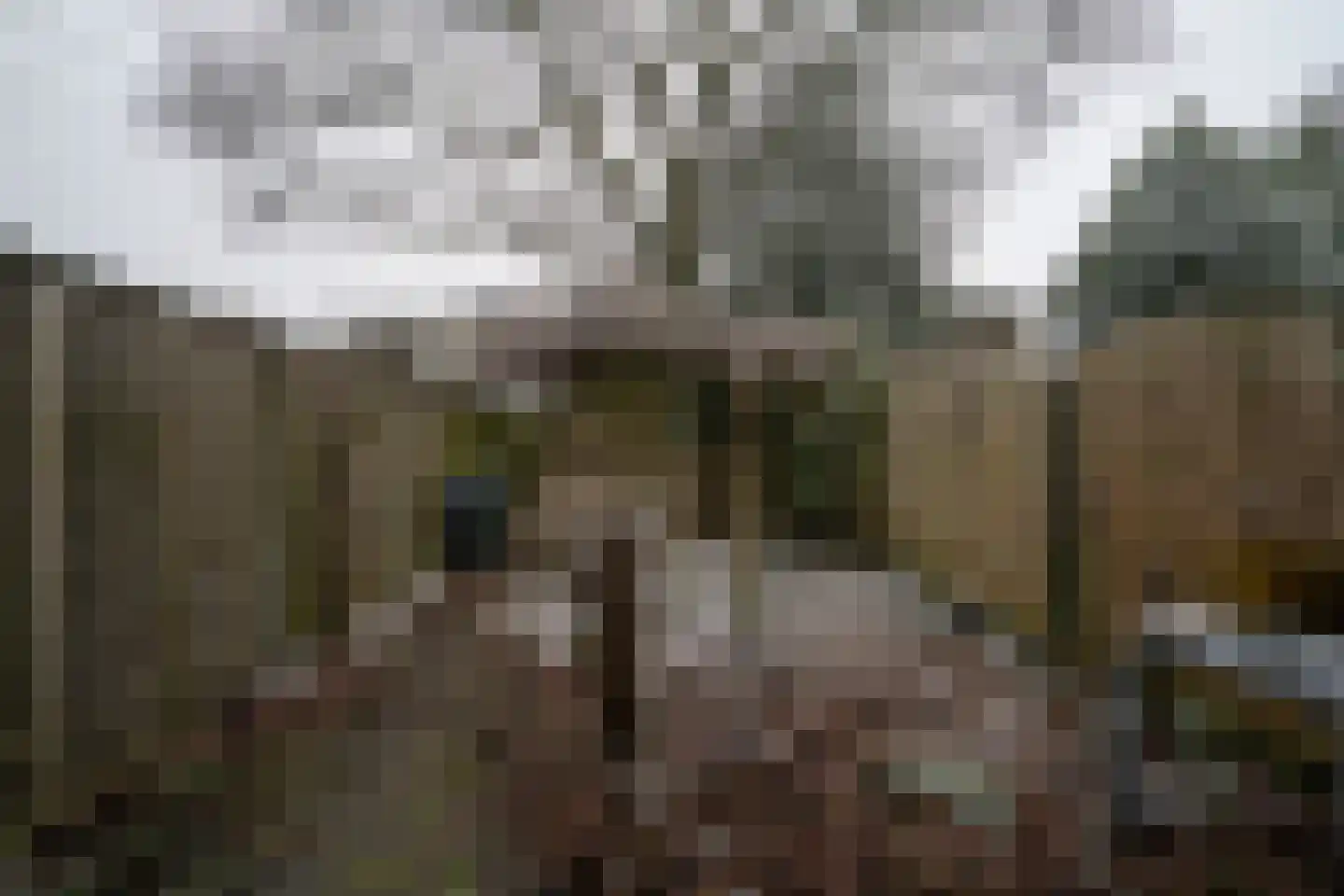 Callistopad 6 Helmond thumbnail 28