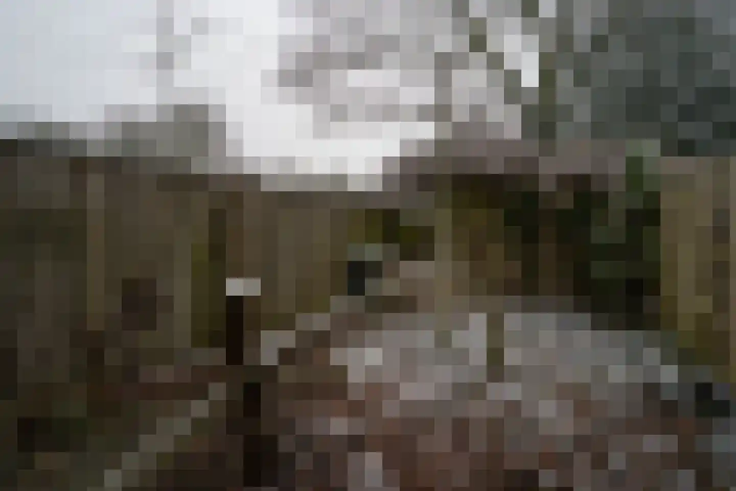 Callistopad 6 Helmond thumbnail 30