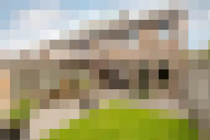 Calluna 42 Oost West en Middelbeers thumbnail 25