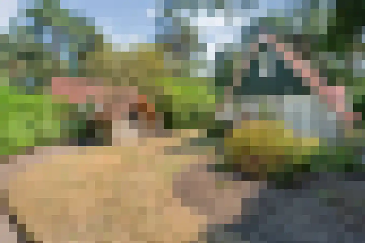 Calluna Oost 58 Ommen thumbnail 48