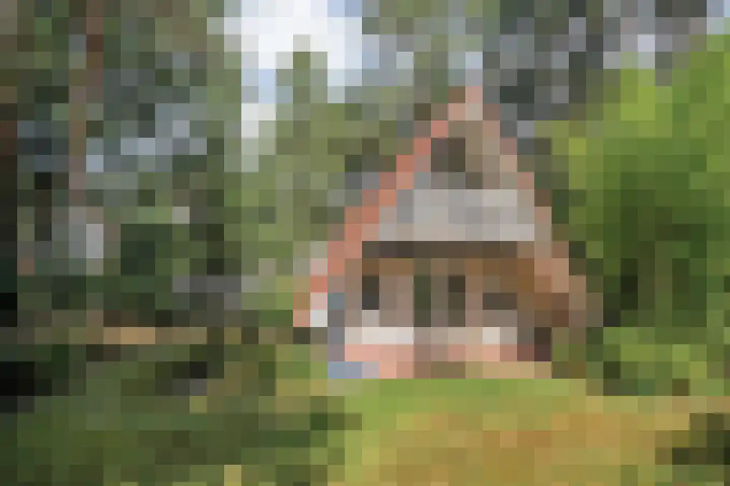 Calluna Oost 76 Ommen thumbnail 19