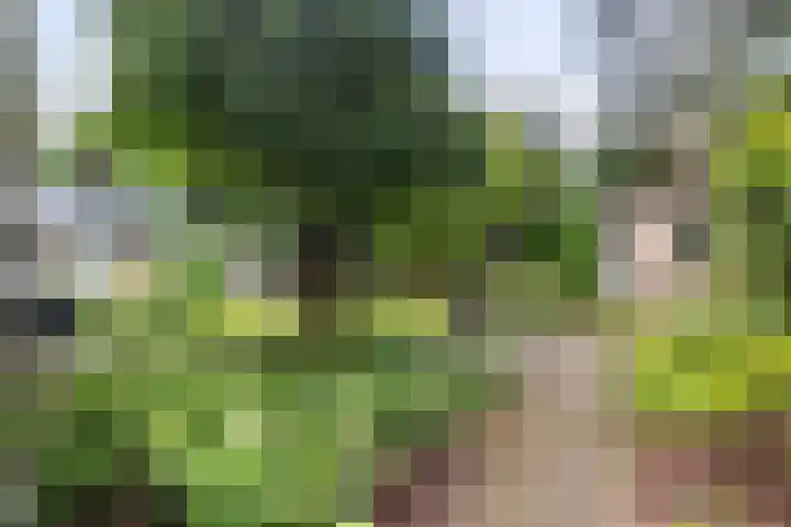 Callunalaan 3 Apeldoorn thumbnail 37