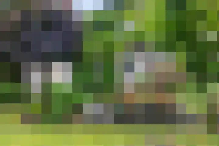 Callunalaan 3 Apeldoorn thumbnail 45