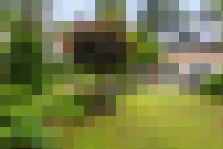 Callunalaan 3 Apeldoorn thumbnail 49