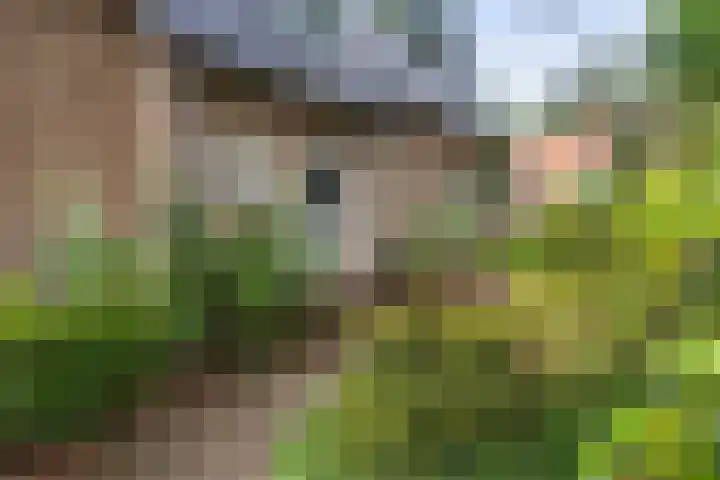 Callunalaan 3 Apeldoorn thumbnail 5